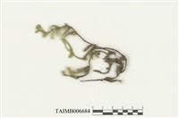 藏品(毛扭苔)的圖片